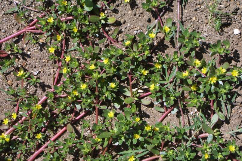 Wild portucula